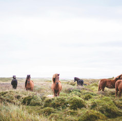 Wild Horses on the Prarie