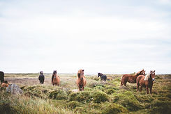 Wild Horses på Prarie