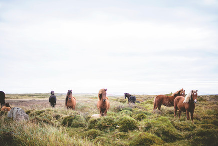 Chevaux sauvages sur la Prarie