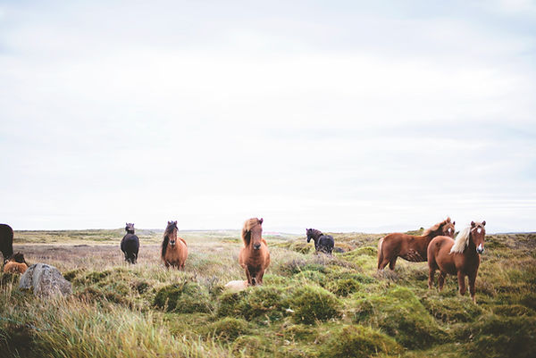 Chevaux sauvages sur la Prarie