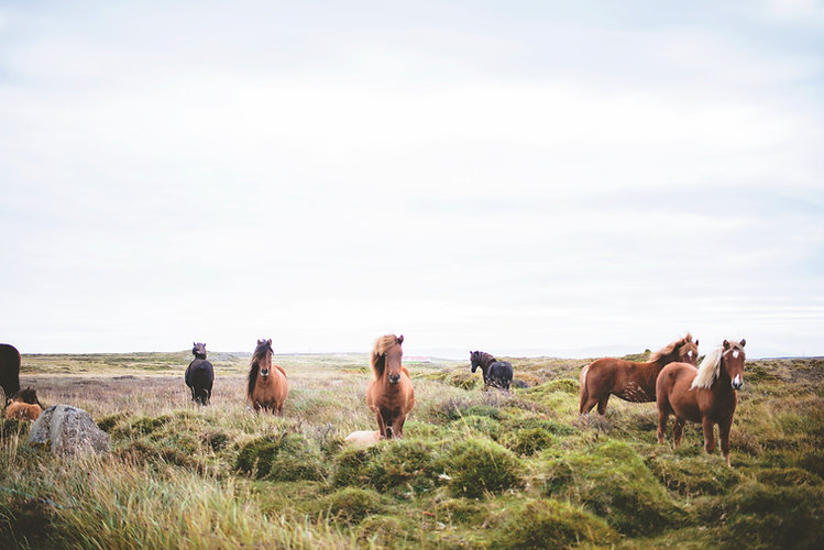 Wild Horses on the Prarie