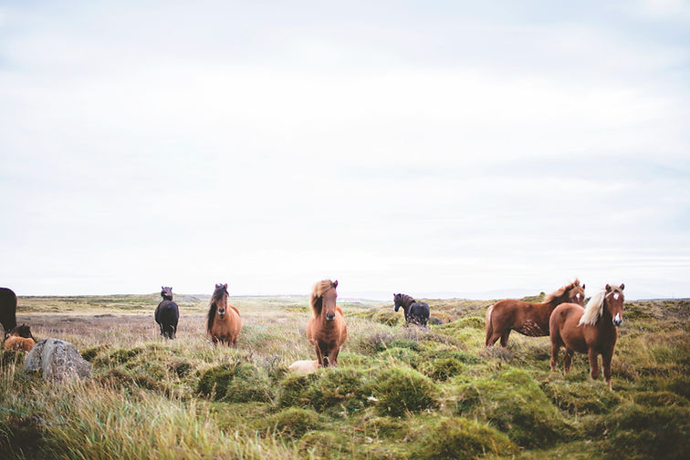 Wild Horses on the Prarie