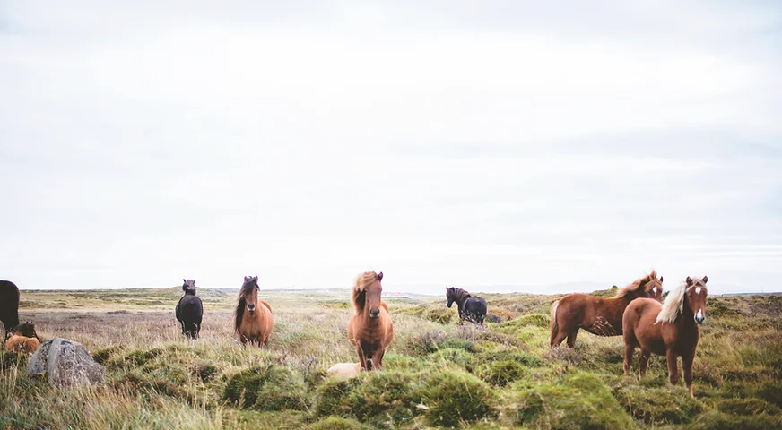 Wild Horses on the Prarie