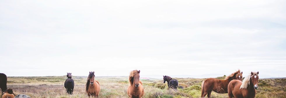 Wild Horses on the Prarie