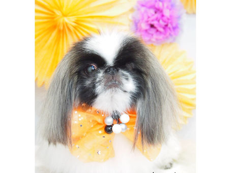 ☆初音ちゃん・さくらちゃん・愛之助くん☆