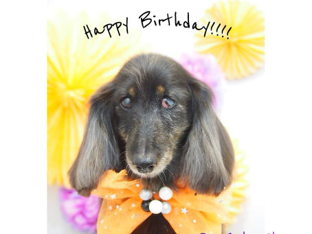 ☆ぺルラちゃん☆