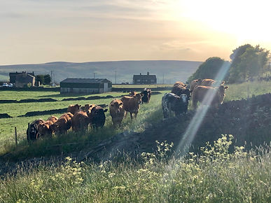 cows.jpg