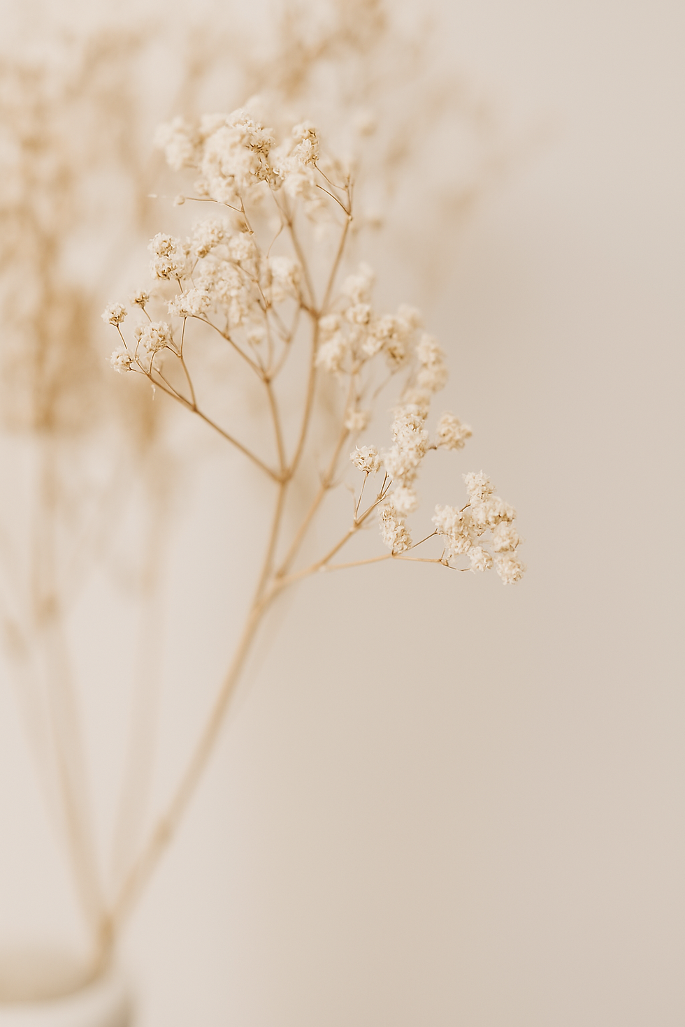 champagn background image.png