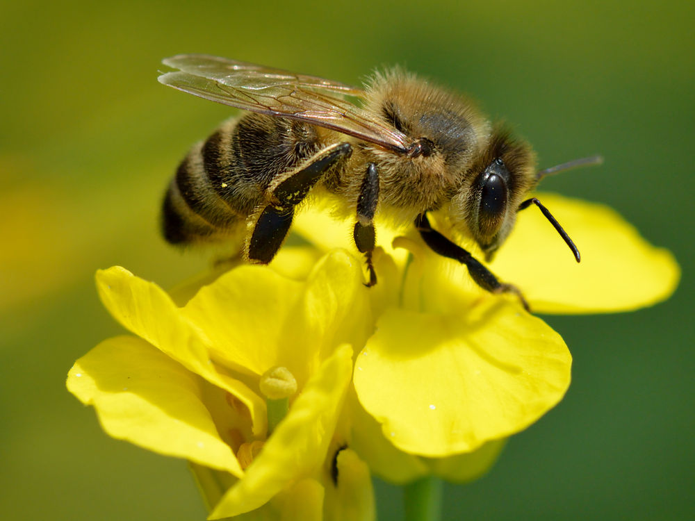 Combien De Temps Vit Une Abeille Une vie d'abeille bien remplie