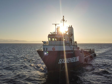 Sea Shepherd: A Beacon of Hope in Ocean Conservation