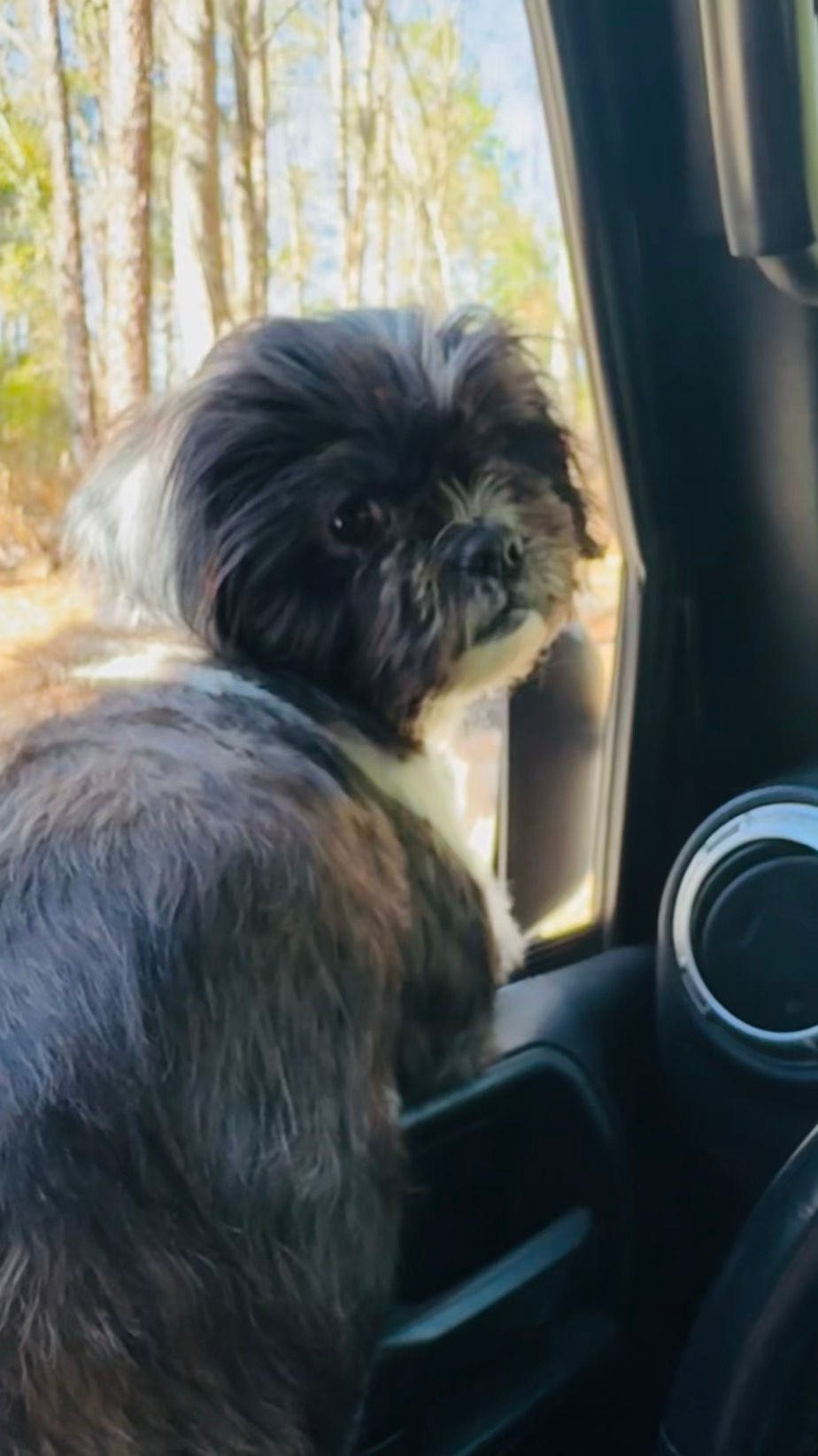 Biscuit looking back from his perch in the driver side window.