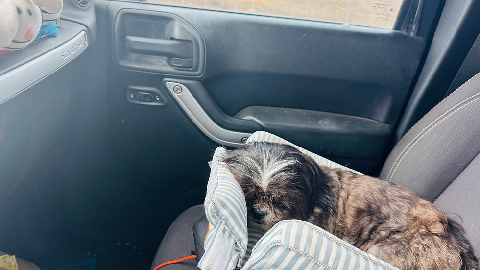 Biscuit asleep in his car seat.