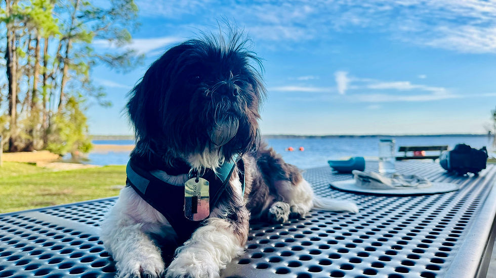 Biscuit the Adventure Pup sitting on a picnic table with Ocean Pond in the background.