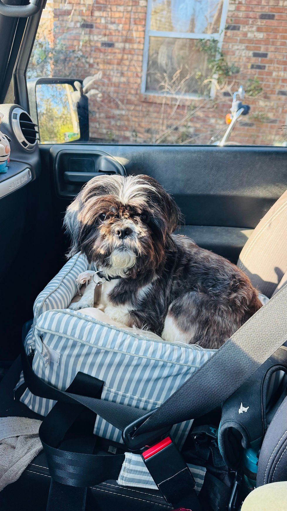 Biscuit sitting in his car seat with the seat belt connected.