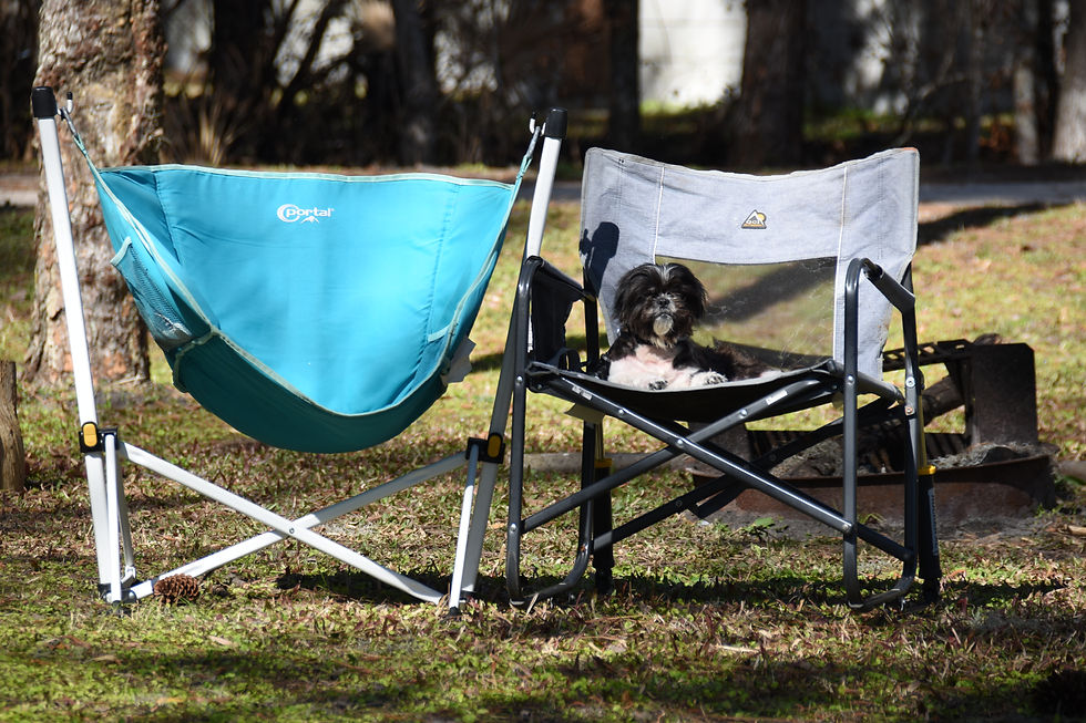 Biscuit sitting in his camp chair enjoying the sun beams.