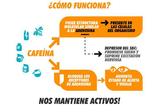 como funciona la caféina