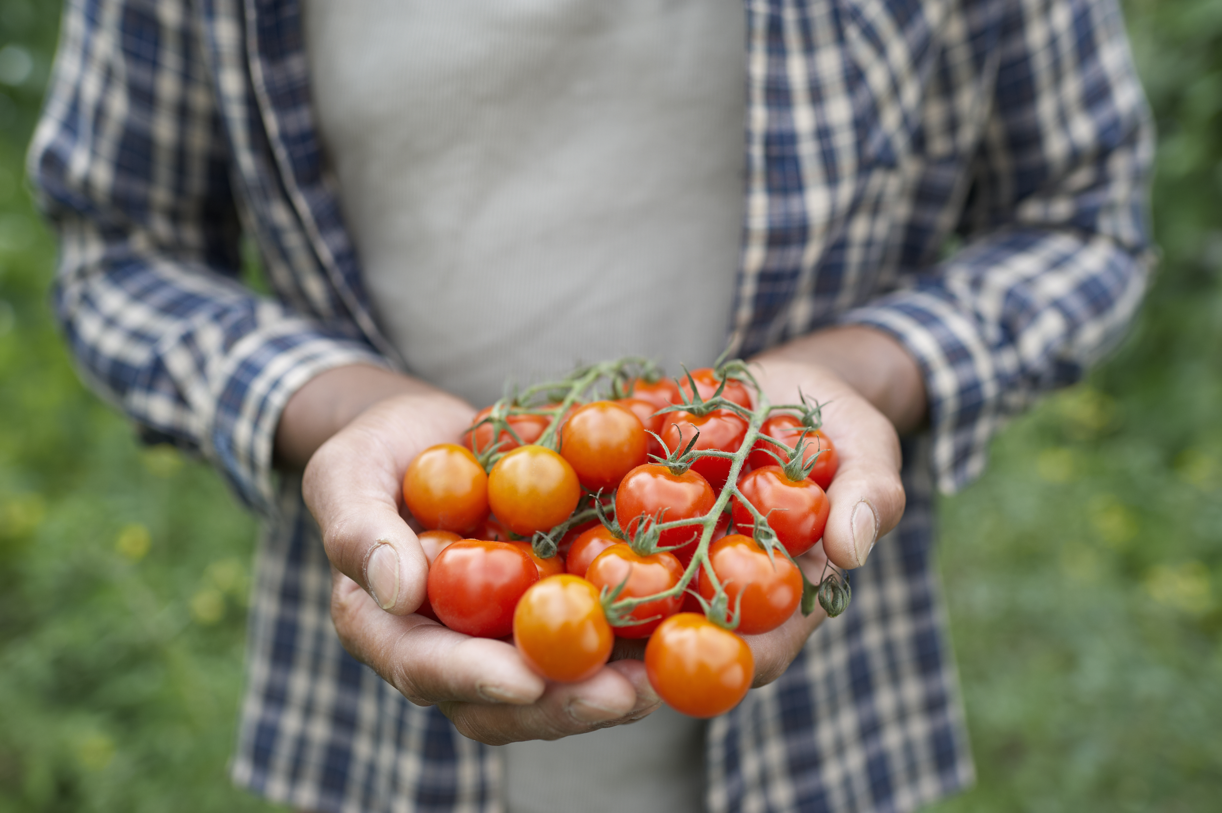 Fresh Tomatoes