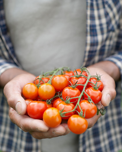 Fresh Tomatoes