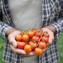 Fresh Tomatoes