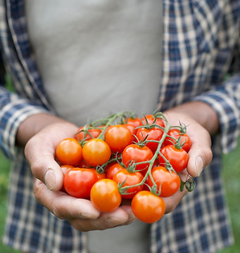 Un agriculteur tenant des tomates