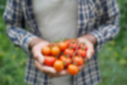 Fresh Tomatoes