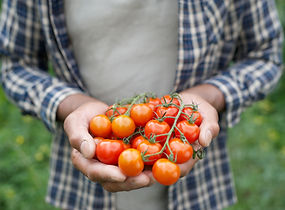 Fresh Tomatoes