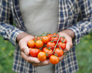 Los tomates frescos
