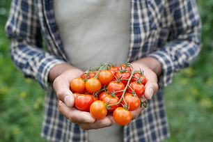 Fresh Tomatoes