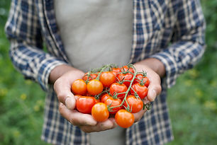 Pomodori freschi
