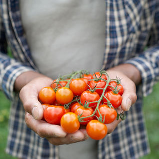 Protect Your Tomatoes from Blossom End Rot