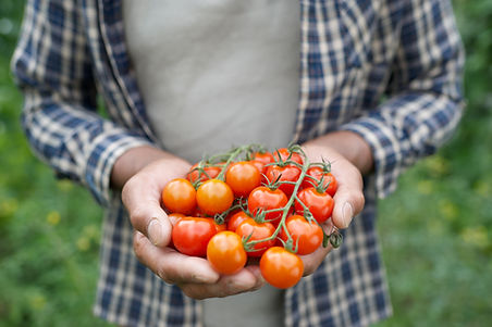 Fresh Tomatoes