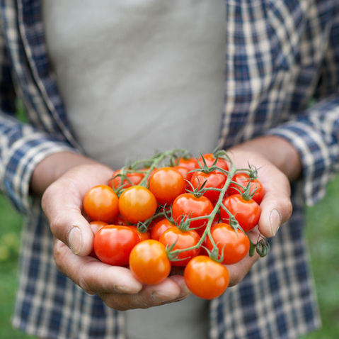 Protect Your Tomatoes from Blossom End Rot