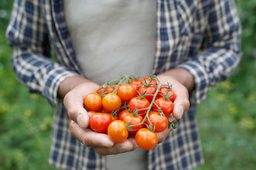 Re-Grow Your Food Scraps For Cheap Food!