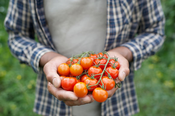 Fresh Tomatoes