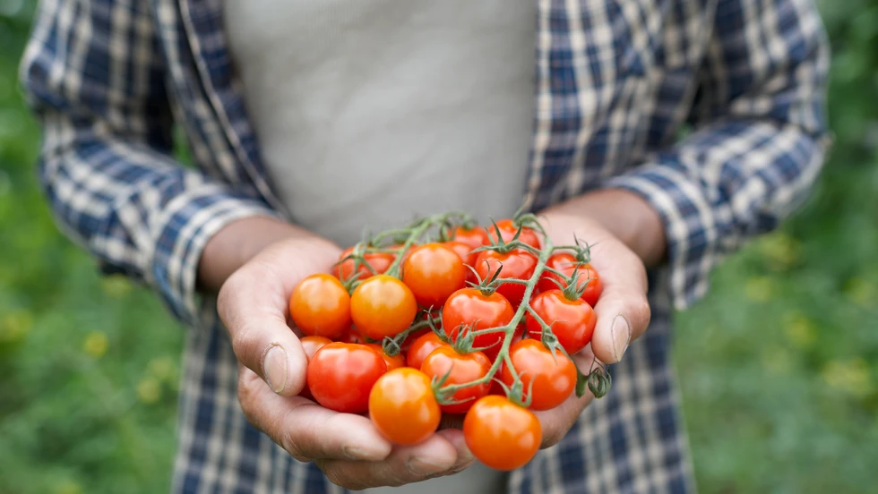 Fresh from Our Garden