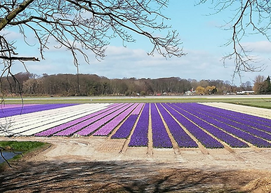 Hyacinths%20De%20Bulb%202020_edited.png