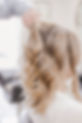 Simply Stated Hair Studio__8.jpg