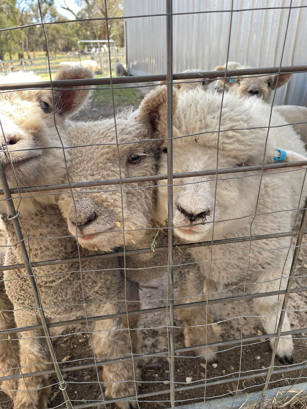 Babydoll and Elliott lambs