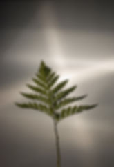 AdobeStock_7197561.jpeg
