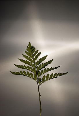 AdobeStock_7197561.jpeg