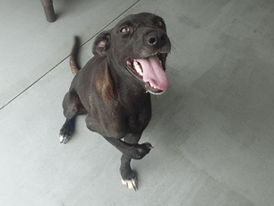 Our Support for Stichting Help Save the Animals Suriname