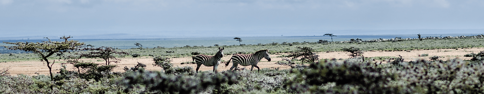 Masai Mara Zebras in the wild.png