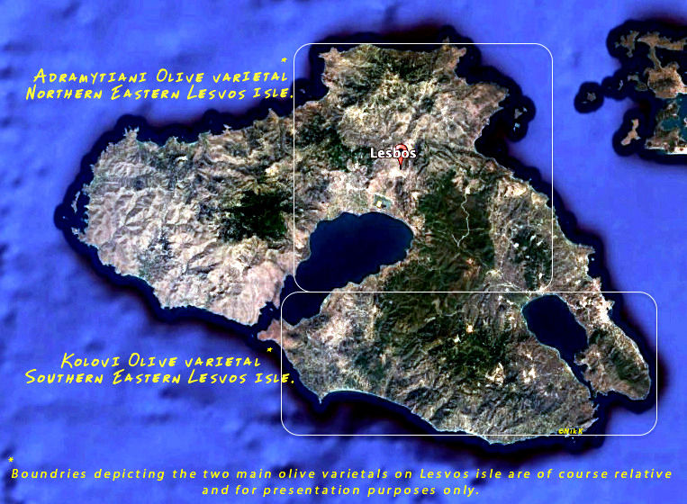 Olive varietal Lesβos isle.