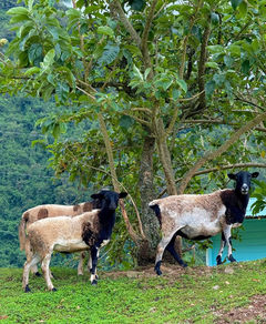 Goats at Costa Rica farm rural experience