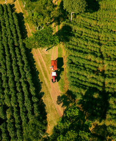 Terraced coffee plantation on hillside at Doka Estate, Alajuela, Costa Rica