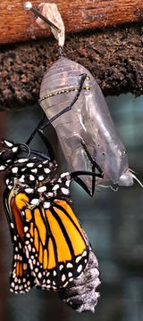 Butterfly close up in Costa Rica rainforest tropical nature