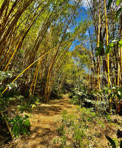 Bamboo forest trail in Costa Rica rainforest