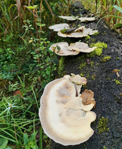 Wild mushrooms Costa Rica rainforest