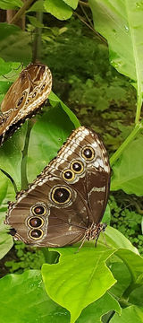 Butterfly Costa Rica tropical nature close up