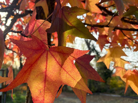 🌿 Herbstliche September Hautpflege in Düren und Umgebung